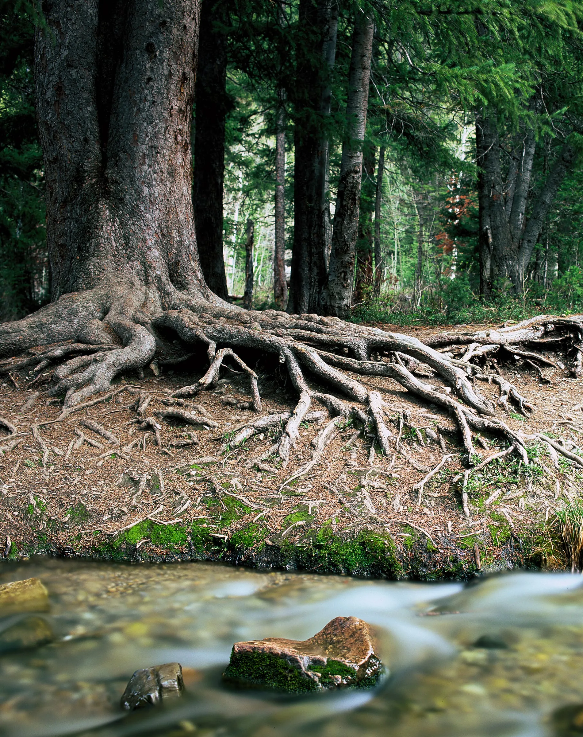 Gnarled roots of an old pine spilling toward a clear creek