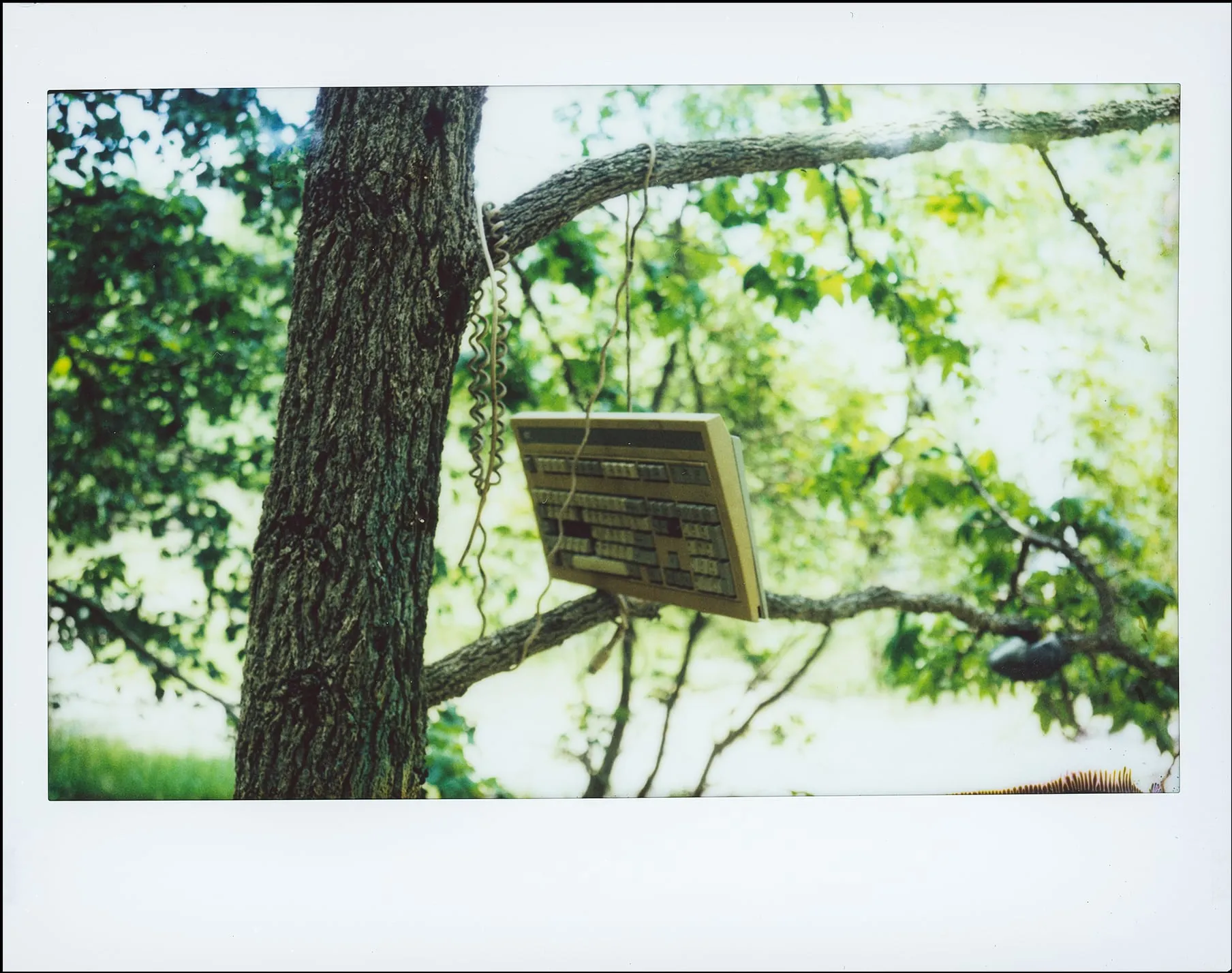 Polaroid of a computer keyboard hanging from a tree branch