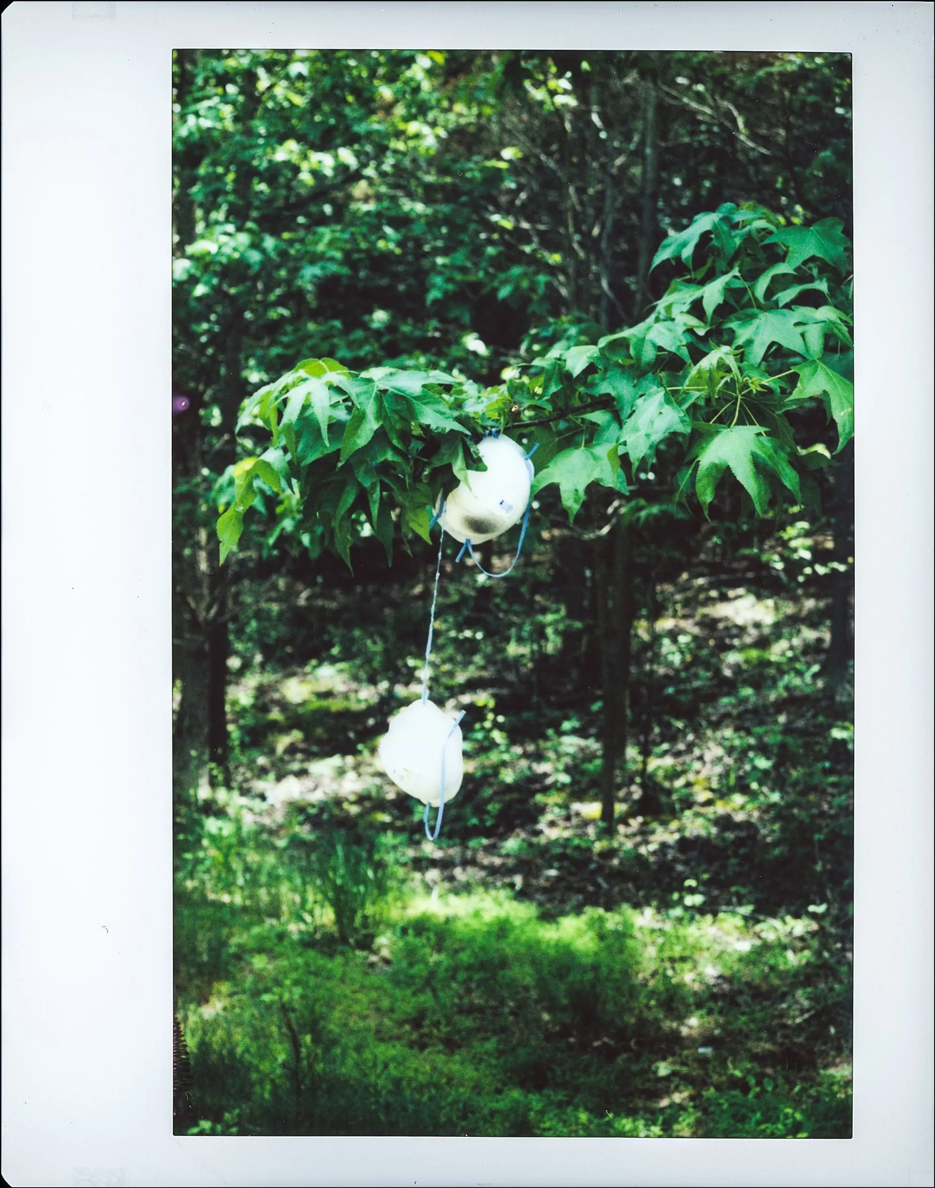 Tall Polaroid of respirator masks dangling from a green tree